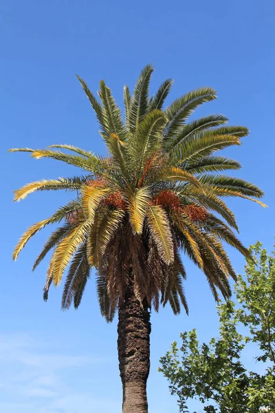 Tall Palm Tree Leaves Blue Sky — Stock Photo, Image