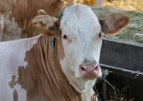 Vaca Doméstica Dentro Fazenda Estável Com Mais Vacas Parte Trás — Fotografia de Stock