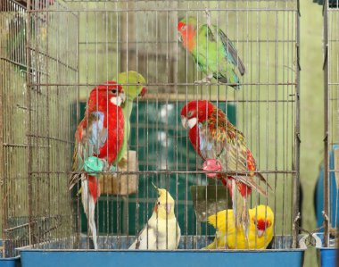 Metal kafesin içine renkli tüyleri ile papağan