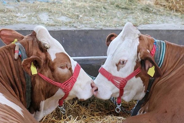 Duas Vacas Com Lábios Presos Num Celeiro Que Parece Com — Fotografia de Stock