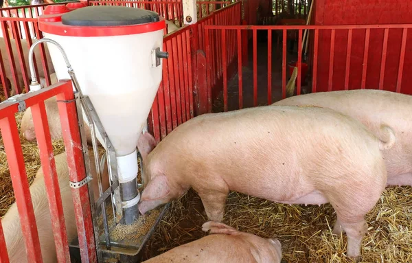 Automatischer Futterautomat Für Nutztiere Modernen Landwirtschaftlichen Betrieben Stockbild