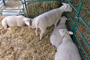 Çiftliğin içinde samanlıkta yatan genç beyaz koyun.