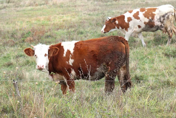 Vaca Domesticada Campo Césped Pastoreo Hierba Verde — Foto de Stock