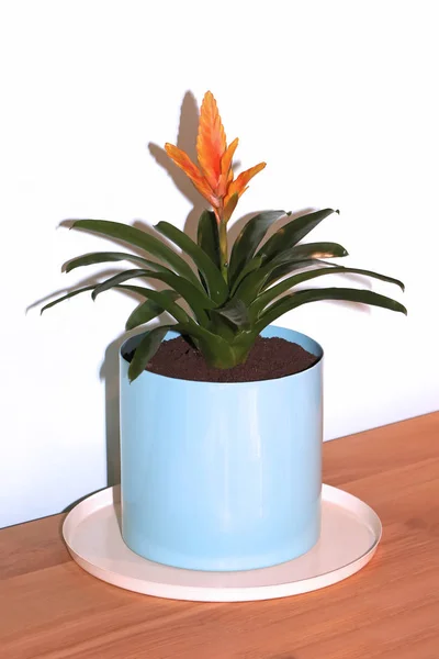 Oranje Bloem Bromelia Kamerplant Plank Modern Interieur — Stockfoto