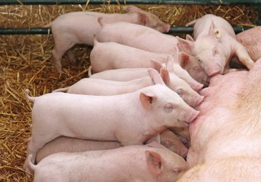 Small piglets suckling milk from mother sow inside agricultural farm clipart