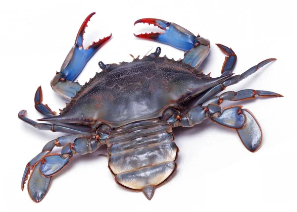 Live blue crab on white background with open claws