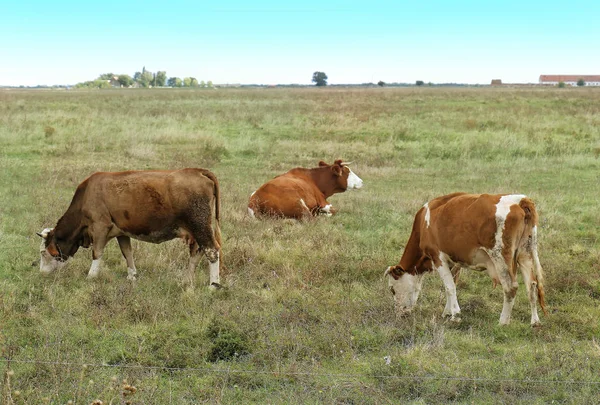 Vacas Pastando Hierba Césped Rural Dentro Granja Agrícola — Foto de Stock