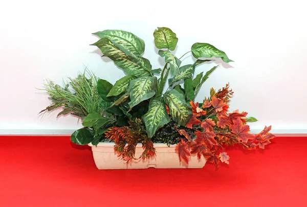 Decoratieve plant op rode vloer — Stockfoto