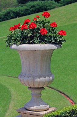 Dekoratif tencerede kırmızı çiçekler