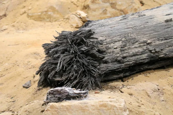 Oud Droog Versteend Hout Zand Doormidden Gesneden — Stockfoto