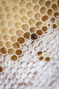 Arılar & Arıcı ile Petek