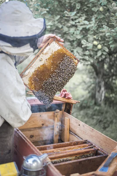 Abeilles Nid Abeille Avec Apiculteur — Photo