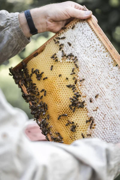 Bienen Waben Beim Imker Stockbild