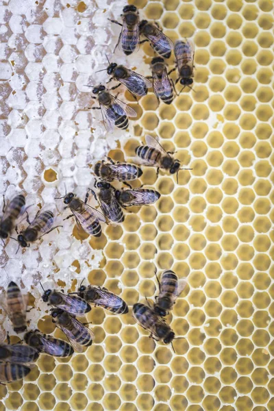 Bienen Waben Beim Imker lizenzfreie Stockfotos