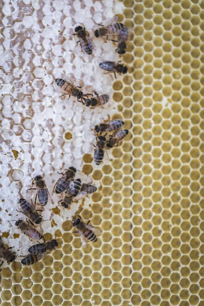 Bees Honeycomb Beekeeper Stock Image