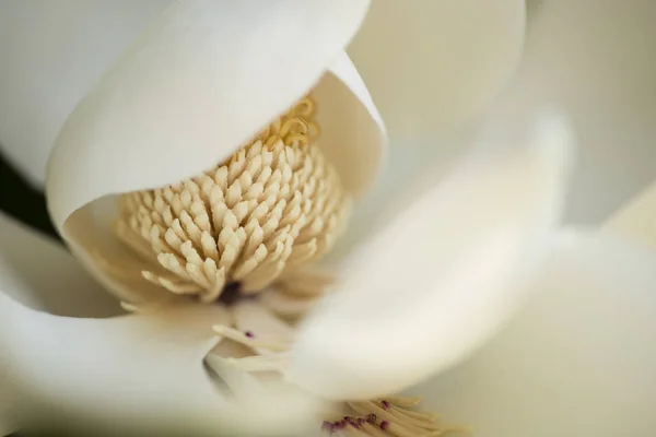 Szczegóły Białego Kwiatu Suthe Magnolia Grandiflora Drzewa — Zdjęcie stockowe