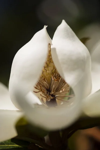 Λεπτομέρεια Από Λευκό Λουλούδι Sothern Magnolia Grandiflora Δέντρο — Φωτογραφία Αρχείου