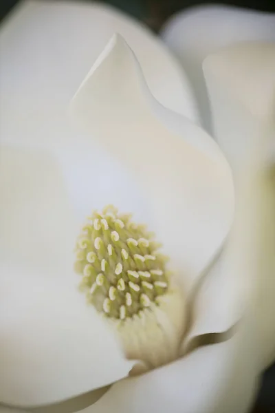 Detail White Flower Suthern Magnolia Grandiflora Tree — Stock Photo, Image