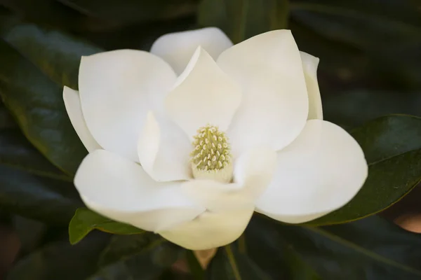 Détail Fleur Blanche Magnolia Grandiflora Arbre — Photo