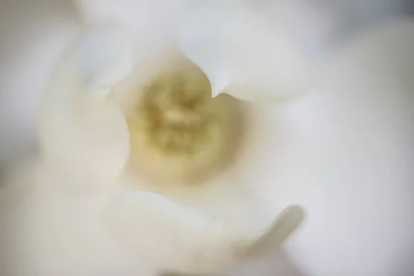 Detail White Flower Suthern Magnolia Grandiflora Tree — Stock Photo, Image