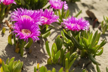 Carpobrotus edulis, Güney Afrika 'ya özgü sulu yaprakları olan sürünen bir bitkidir. Hottentot-incir, buz fabrikası, otoyol buz fabrikası, domuz surat, ekşi incir..