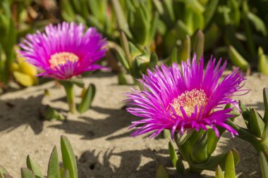 Carpobrotus edulis, Güney Afrika 'ya özgü sulu yaprakları olan sürünen bir bitkidir. Hottentot-incir, buz fabrikası, otoyol buz fabrikası, domuz surat, ekşi incir..