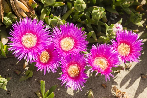 Carpobrotus edulis, Güney Afrika 'ya özgü sulu yaprakları olan sürünen bir bitkidir. Hottentot-incir, buz fabrikası, otoyol buz fabrikası, domuz surat, ekşi incir..