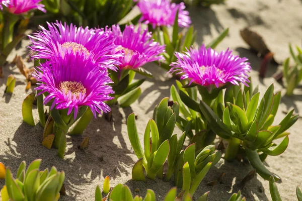 Carpobrotus edulis, Güney Afrika 'ya özgü sulu yaprakları olan sürünen bir bitkidir. Hottentot-incir, buz fabrikası, otoyol buz fabrikası, domuz surat, ekşi incir..