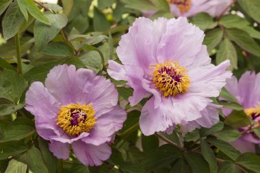 Sarı, beyaz ve pembe şakayık çiçekleri güneş altında.