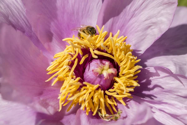 Yellow White Pink Peony Flowers Sun — Stock Photo, Image