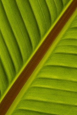 Bir muz yaprak arkada ışık yakın çekim.