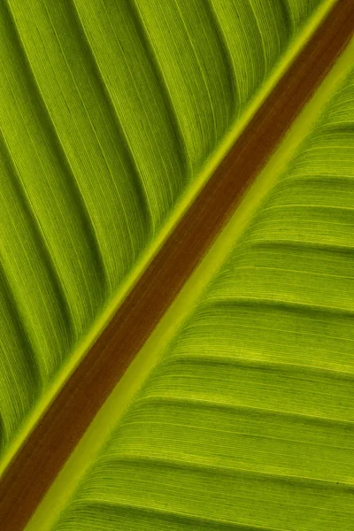 ライトを後ろにバナナの葉のクローズ アップ — ストック写真