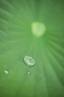 Ayrıntı su yeşil yapraklar düşer.