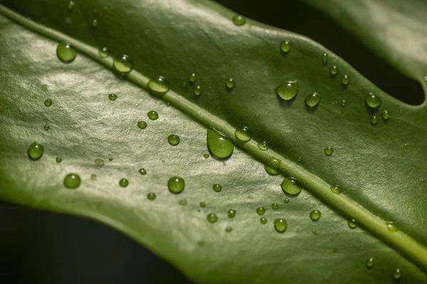 Detalhe Gotas Água Folhas Verdes — Fotografia de Stock