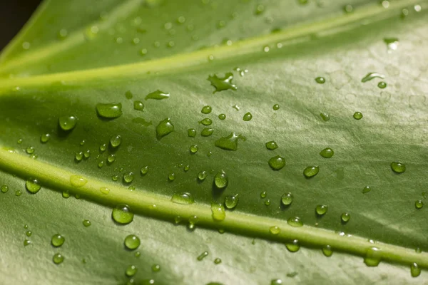 Dettaglio Gocce Acqua Foglie Verdi — Foto Stock