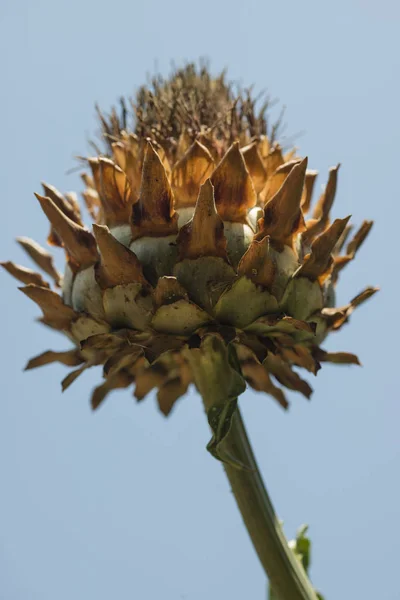 Gros Plan Fleur Artichaut Sur Champ Plantes Cultivées — Photo