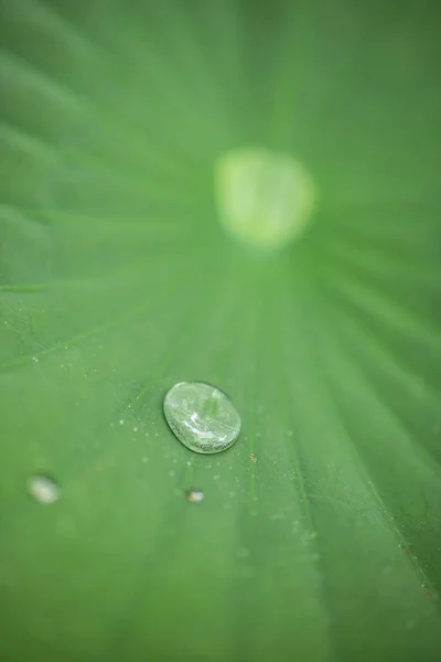 Detail Von Wassertropfen Auf Grünen Blättern — Stockfoto