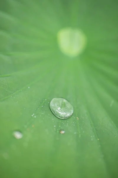 Détail Des Gouttes Eau Sur Les Feuilles Vertes — Photo