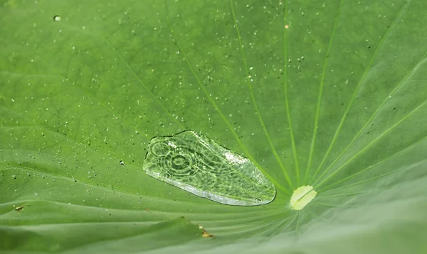 Detail Von Wassertropfen Auf Grünen Blättern — Stockfoto