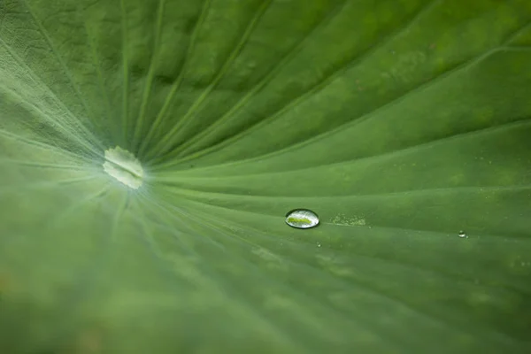 Detail Von Wassertropfen Auf Grünen Blättern — Stockfoto