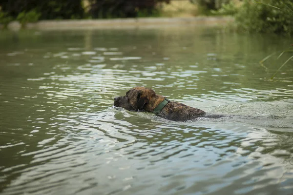 Rescue Dog Training Swim Fetch Ball Water — Stock Photo, Image