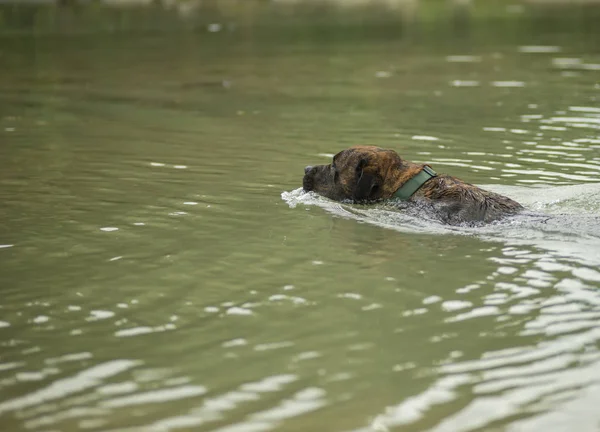 Ratunek Pies Ćwiczenie Pływać Pobierania Piłkę Wodzie — Zdjęcie stockowe