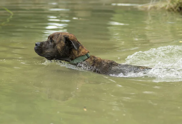 Výcvik Psa Plavat Načtení Míč Vodě — Stock fotografie