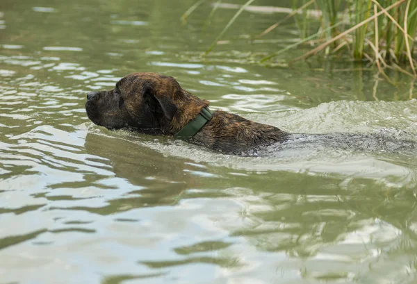 Rescue dog training to swim and fetch ball in water.