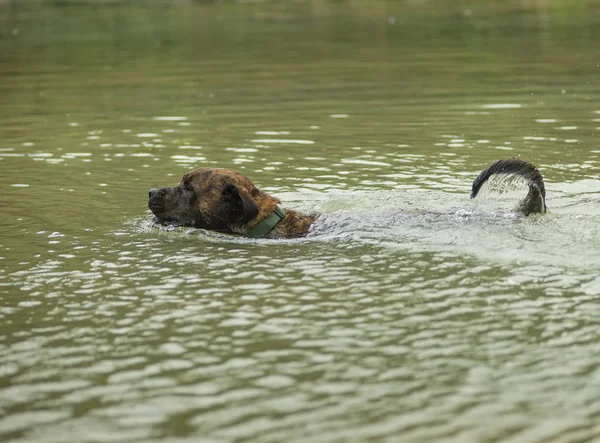 Rescue Dog Training Swim Fetch Ball Water — Stock Photo, Image