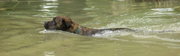 Entrenamiento Del Perro Rescate Para Nadar Buscar Pelota Agua —  Fotos de Stock