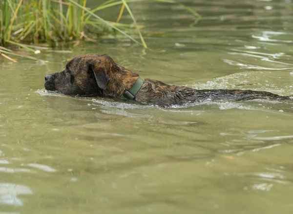 Yüzmeyi köpek terbiye ve su getirme topu kurtarmak.