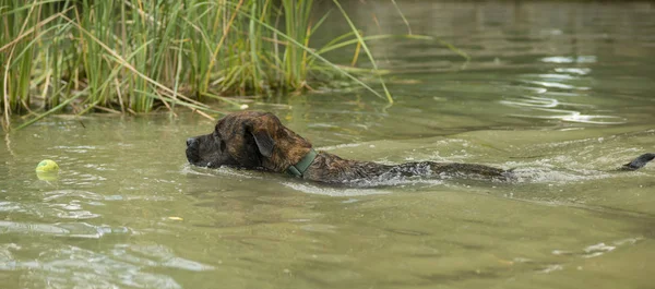 Rescue Dog Training Swim Fetch Ball Water — Stock Photo, Image