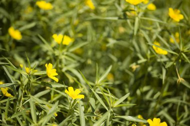 Sarı su Başbakan gül çiçek ve bitki göl '.