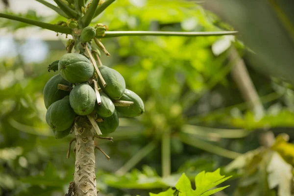 Avocado tree cultivation with riping hanging fruits.